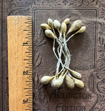 Load image into Gallery viewer, Gold Sugared Holiday Stamens
